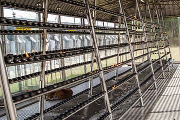 Gebedslichten  bij de Ruwanwelisaya Chedi-tempel in Sri Lanka