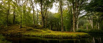 Magisch bos in de buurt van Haarlem 01