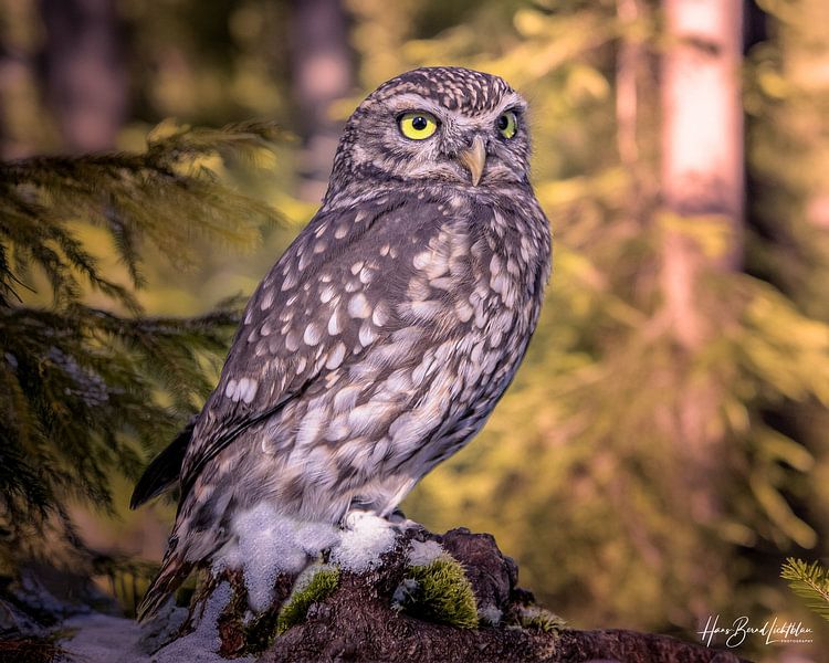 Chouette chevêche par Hans-Bernd Lichtblau