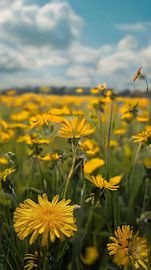 Blumen mit Himmel von de-nue-pic