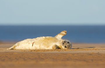 Young Grey Seal swings from the beach by Jeroen Stel