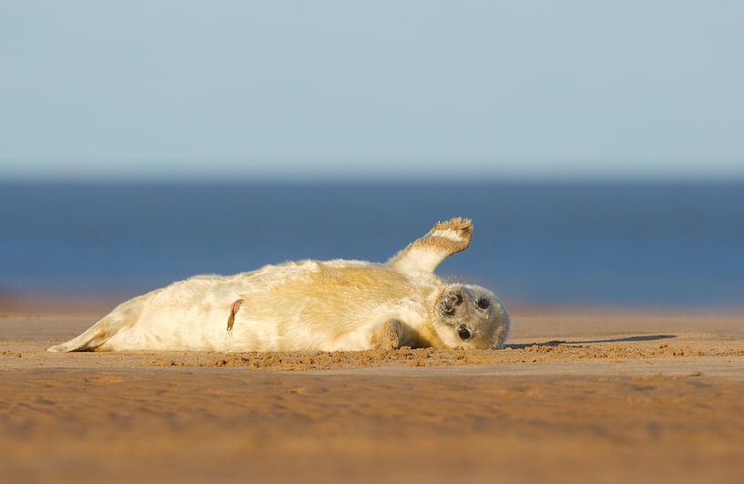 Der junge Seehund schwingt vom Strand aus. von Jeroen Stel