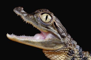 Spectacled Caiman (Caiman crocodilus) by Ronald Pol
