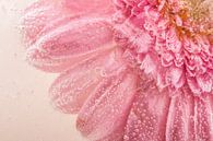 Pink gerbera by Willemien van Duinen thumbnail