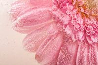 Pink gerbera