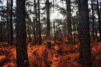 Monastery Forest