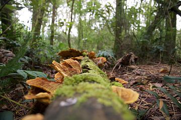 Mushrooms and moss on fallen tree by Bart van Wijk Grobben