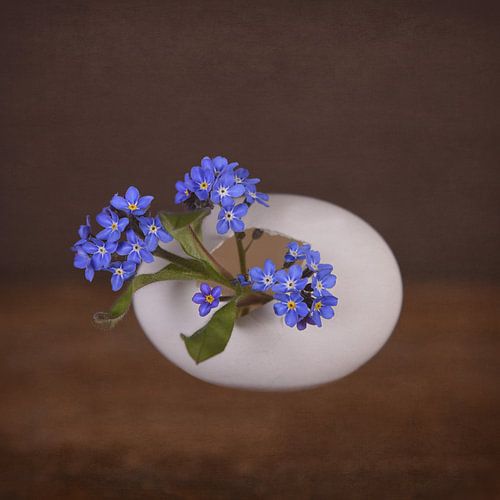 Ne m'oublie pas sur Oranje Tulp