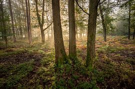 Sonnenaufgang in einem alten Eichenwald von Stijn Smits