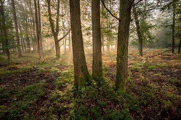 Sunrise in an old oak forest by Stijn Smits
