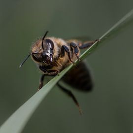 with by michel nolsen