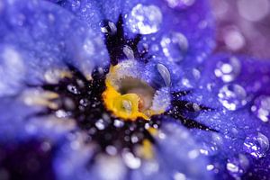 Zusammenfassung: Tropfen, die das Licht eines violett-blauen Veilchens reflektieren von Marjolijn van den Berg
