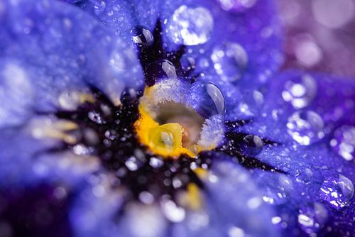 Abstract: druppels reflecteren licht vanaf een paars - blauw viooltje