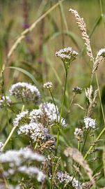 Blumenwiese im Achterhoek von Ankie Kooi