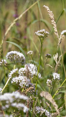 Prairie fleurie dans l'Achterhoek