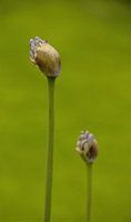 2 Knospen