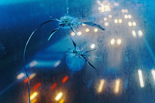 Urban traffic insects