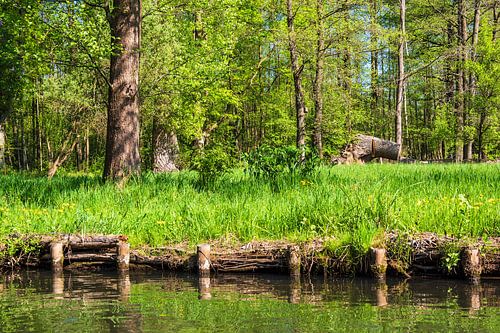 Landschaft im Spreewald bei Lübbenau
