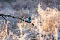 Common kingfisher