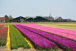 BLOEMBOLLENVELDEN/FLOWERING BULBS FIELDS von Roelof Touw