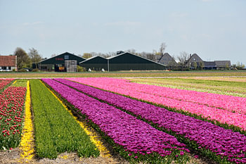 BLOEMBOLLENVELDEN/FLOWERING BULBS FIELDS