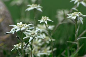 Edelweiss