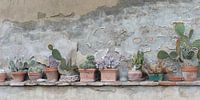 Row of cacti and succulents in terracotta pots