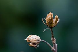 Der Herbst im Garten - Teil 1. von Foto van Joyce