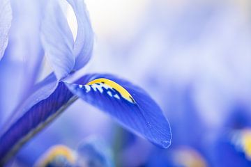 Blauwe Iris van Mark Dankers