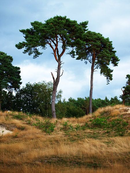 Twee naaldbomen op de Veluwe van Rinke Velds