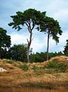 Twee naaldbomen op de Veluwe van Rinke Velds thumbnail