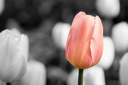 Pink tulip on black and white background