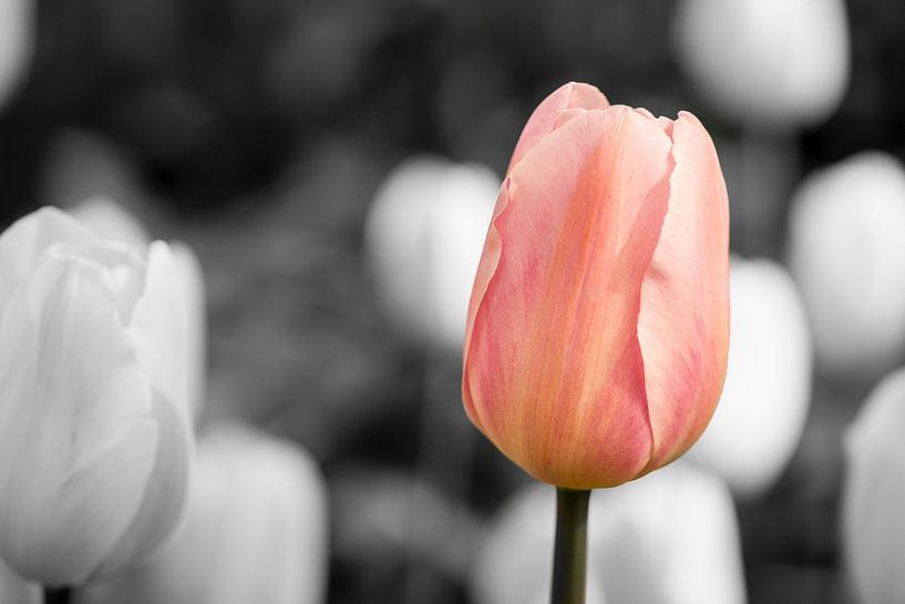 Tulipe rose sur fond noir et blanc par Jolanda Aalbers