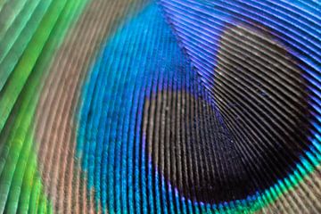 macrophoto of a peacock feather by Aan Kant