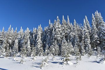 Een naaldhoutbos in de winter van Claude Laprise