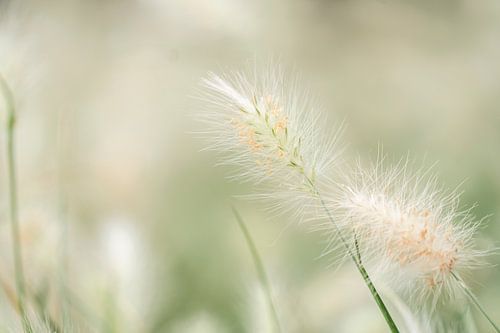 Zacht gras in detail