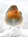 Roodborstje in de sneeuw. van Klazina Visser thumbnail