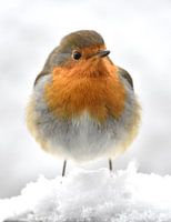 Roodborstje in de sneeuw.