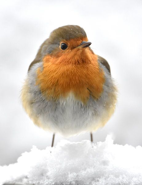 Roodborstje in de sneeuw. van Klazina Visser