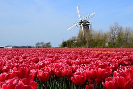 Picture perfect van Frank's Awesome Travels