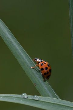 Ladybird on blade of grass by Clicks&Captures by Tim Loos