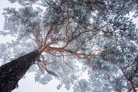 lignes d'arbres d'hiver, Ales Krivec par 1x Aperçu