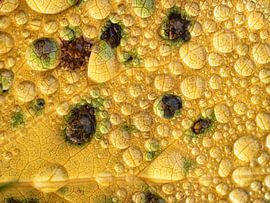 Raindrops on autumn leaves by Dick Hoogenboom