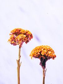 Samtgold in der Stille - Orange Flower Photography von Delphine Chevalier