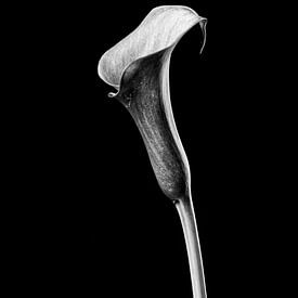 Beauté intemporelle : image en noir et blanc de Calla sur Geert-Jan Timmermans