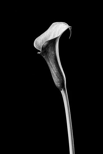 Zeitlose Schönheit: Schwarz-Weiß-Bild von Calla von Geert-Jan Timmermans