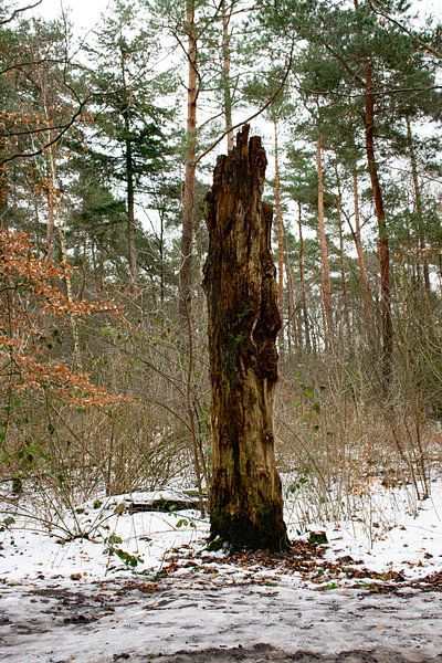 Tree trunk in the Leyen by Ingrid de Vos - Boom