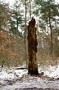 Tree trunk in the Leyen by Ingrid de Vos - Boom thumbnail