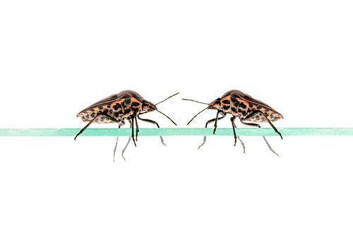 Gestreepte insecten
