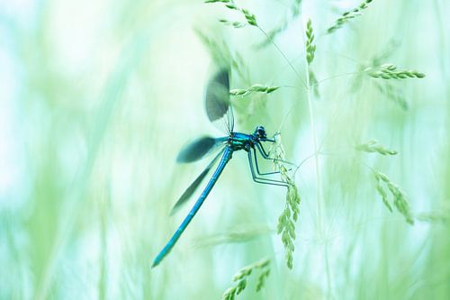 Demoiselle des prés dans la lumière du matin sur Nanda Bussers